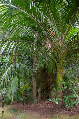 Walk on the Azores archipelago. Discovery of the island of Sao Miguel  Azores. Furnas