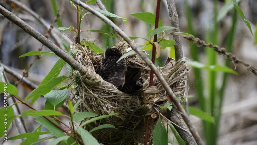 A CLOSE UP OF A BIRD IN A NEST IN THE FOREST. A CLOSE UP OF A BIRD IN A NEST IN THE FOREST.