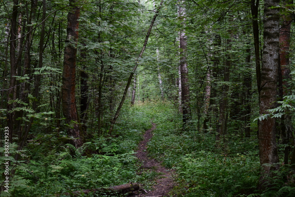 footpath in the woods footpath in the woods