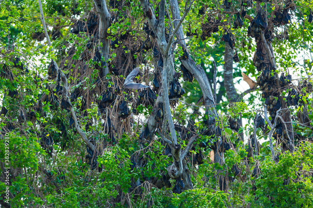Fototapeta premium Straw-coloured fruit bat (Eidolon helvum), Bat migration, Kasanka National Park, Serenje, Zambia, Africa