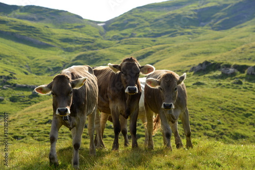 Vászonkép Almsommer in der Schweiz. Kühe und Kälber auf der Almweide