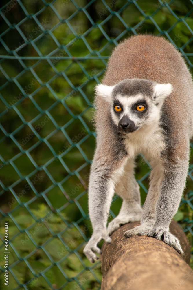 Fototapeta premium Lemure