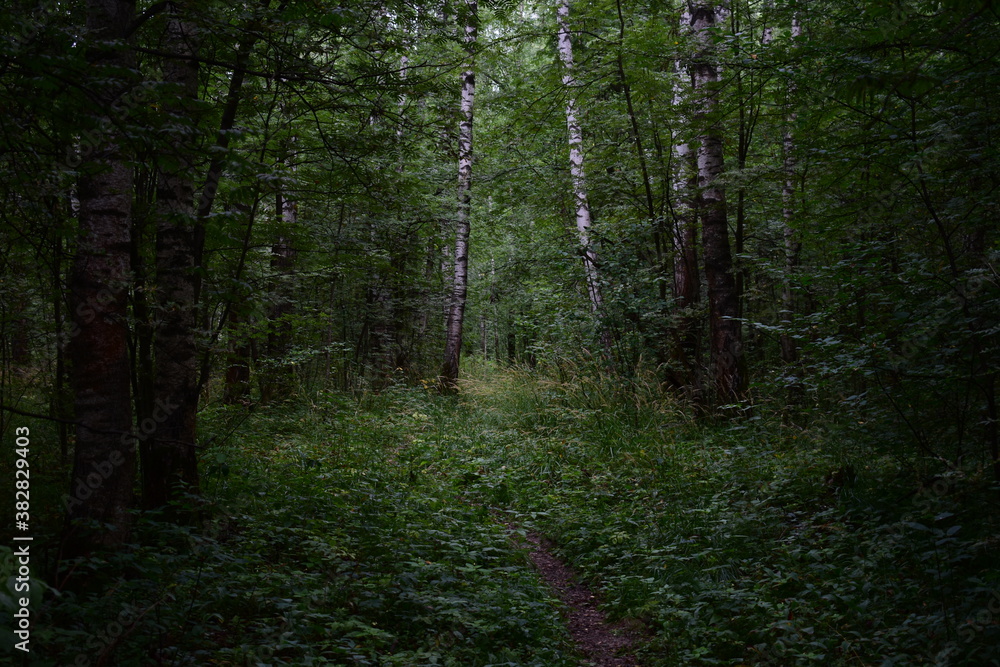 Fototapeta premium path in the forest