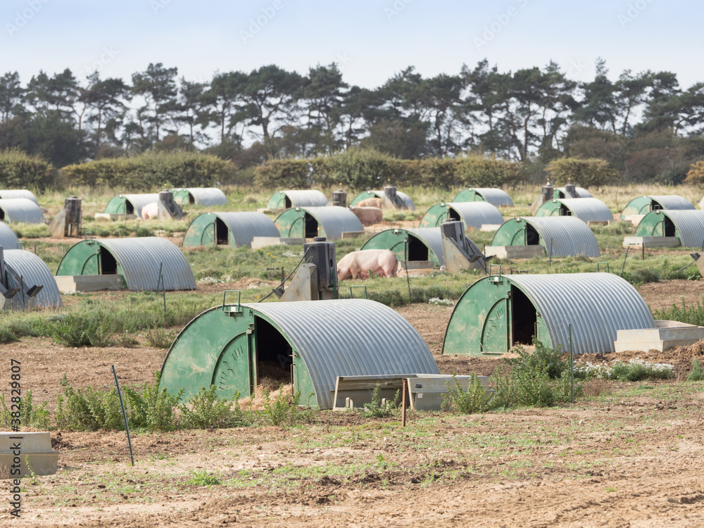 A number of pig shelters in a large scale pig farm.