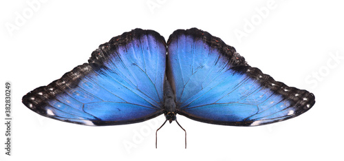 Beautiful common morpho butterfly isolated on white