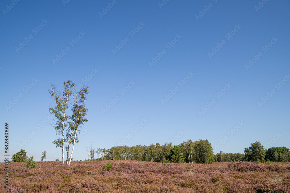 Obraz premium Heather landscape in the east of Belgium