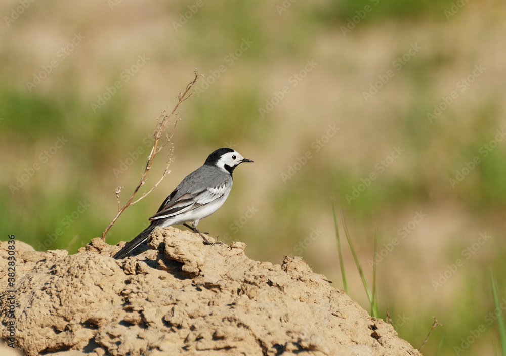 Obraz premium A white Wagtail (Motacilla alba) sits on the sand on a summer day. Khanty-Mansiysk. Western Siberia. Russia.