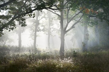 Keuken achterwand Wit Mystiek donker bos in herfstmist  © Alex Stemmer