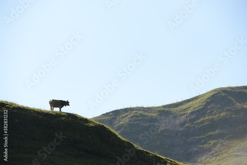 Almsommer in der Schweiz. Kühe und Kälber auf der Almweide photo