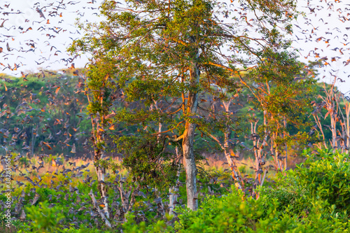 Straw-coloured fruit bat (Eidolon helvum), Bat migration, Kasanka National Park, Serenje, Zambia, Africa