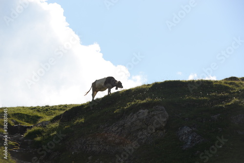 Almsommer in der Schweiz. Kühe und Kälber auf der Almweide © Grubärin
