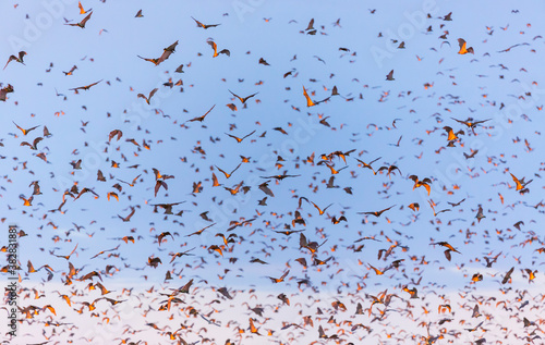 Straw-coloured fruit bat (Eidolon helvum), Bat migration, Kasanka National Park, Serenje, Zambia, Africa