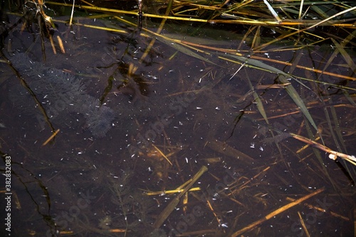 Muddy lake water close up.