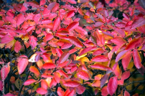 Red plant leaves. Background for design and presentations.