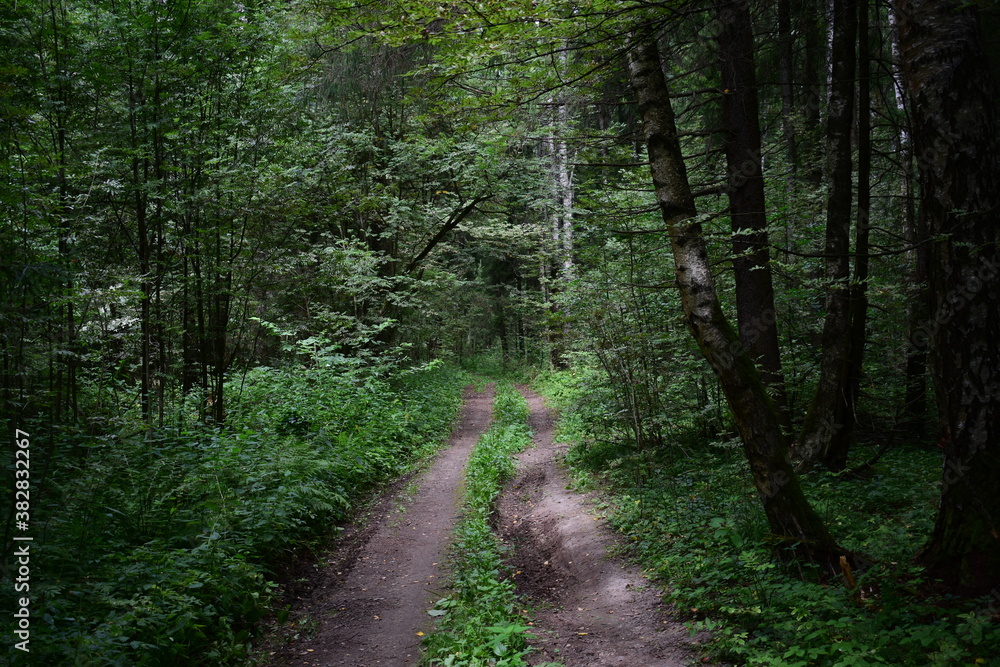 path in the woods path in the woods