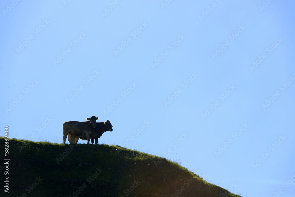 Fototapeta premium Almsommer in der Schweiz. Kühe und Kälber auf der Almweide
