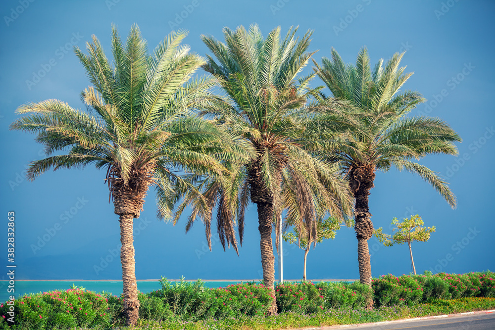 Seascape. Palm trees on the Dead Sea shore