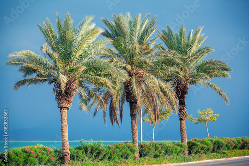 Seascape. Palm trees on the Dead Sea shore