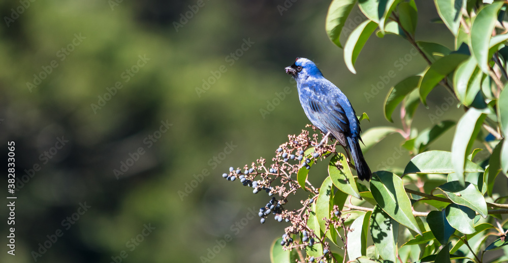 Fototapeta premium Ave azul com frutas silvestres no bico (Stephanophorus diadematus)