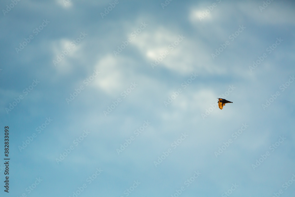 Straw-coloured fruit bat (Eidolon helvum), Bat migration, Kasanka National Park, Serenje, Zambia, Africa Straw-coloured fruit bat (Eidolon helvum), Bat migration, Kasanka National Park, Serenje, Zambia, Africa