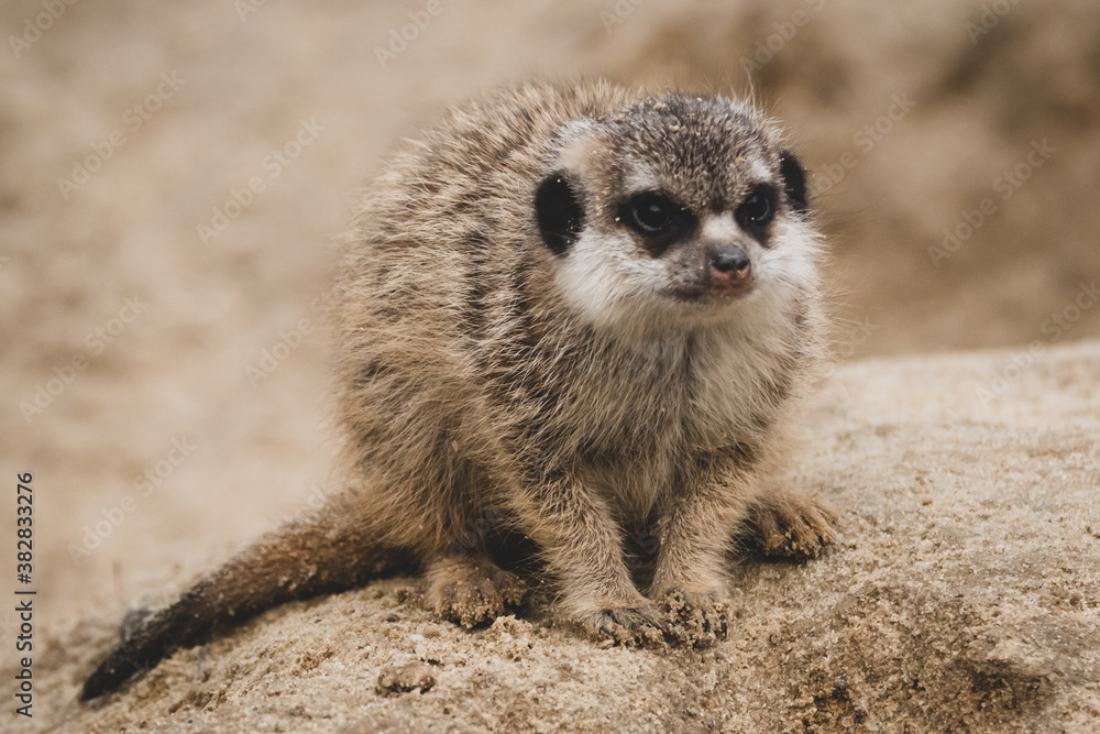 Fototapeta premium Erdmännchen Nachwuchs im Zoo VII