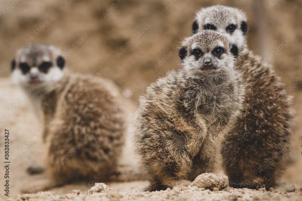 Fototapeta premium Erdmännchen Nachwuchs im Zoo IV