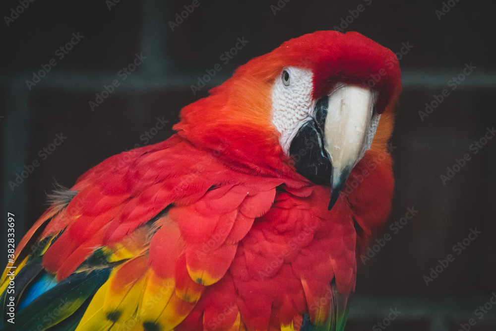 Naklejka premium Roter Ara I