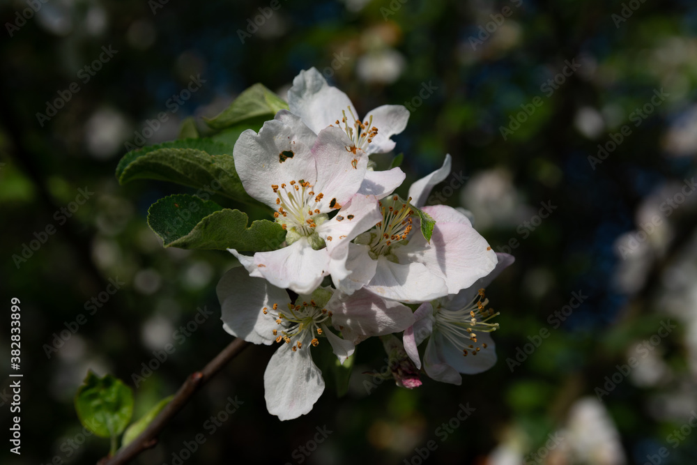 Obraz premium Apple tree blossom