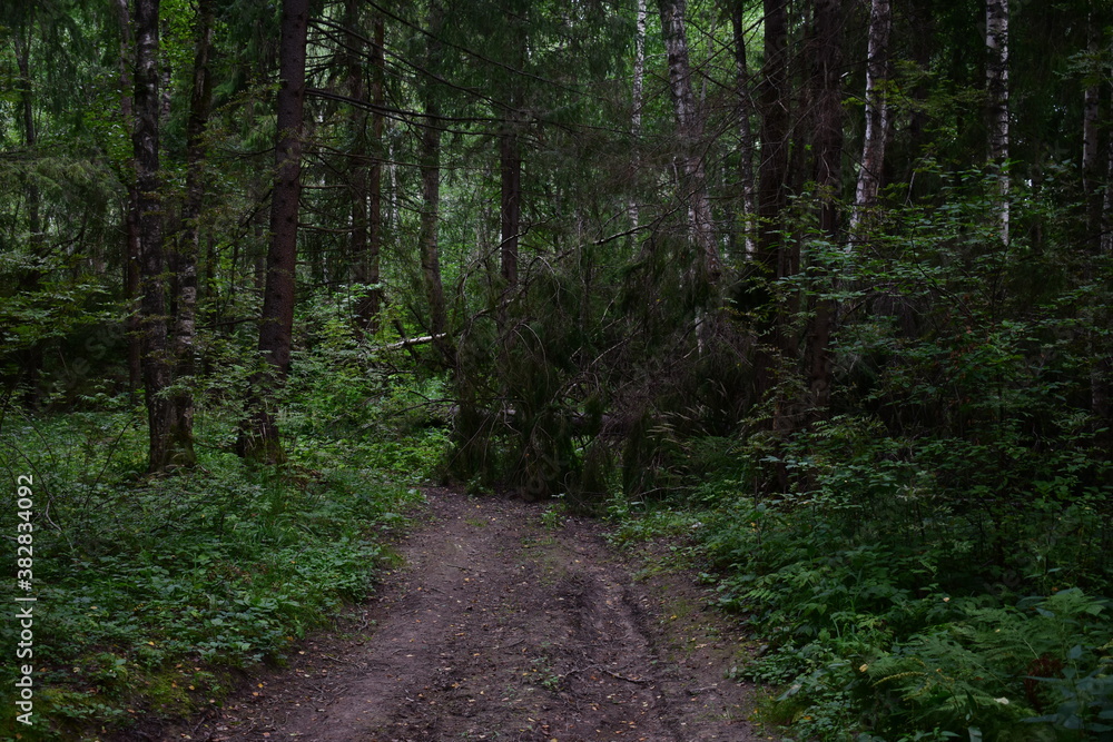 Obraz premium path in the woods
