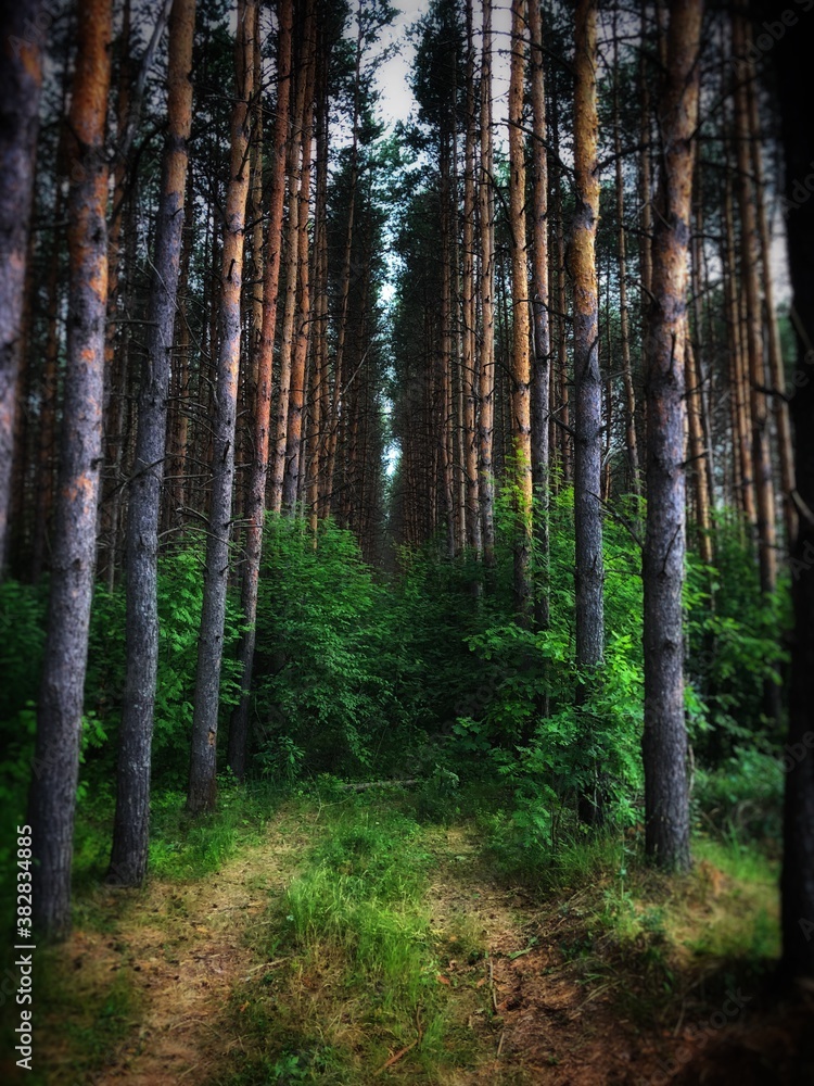 Obraz premium forest in autumn