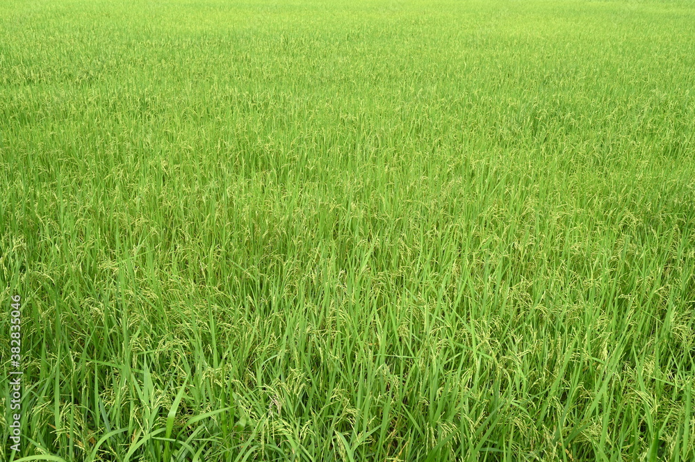 rice plants yield in the green paddy field of Thailand rice plants yield in the green paddy field of Thailand