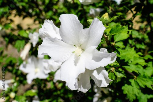 Fototapeta Naklejka Na Ścianę i Meble -  One white flower of hibiscus syriacus plant, commonly known as Korean rose, rose of Sharon, Syrian ketmia, shrub althea or rose mallow, in a garden in a sunny summer day .