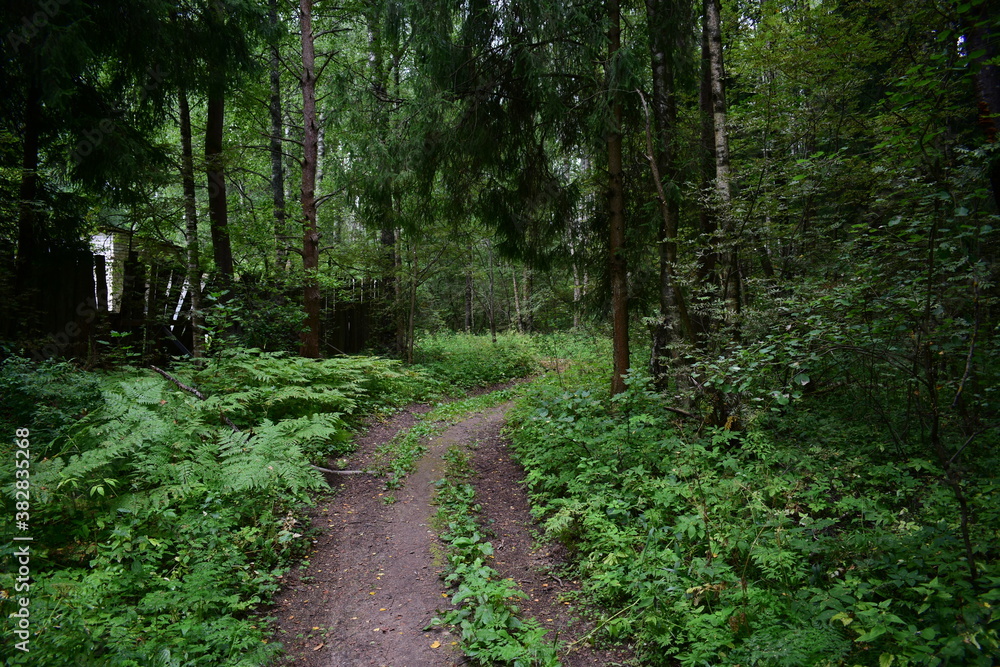 footpath in the woods footpath in the woods