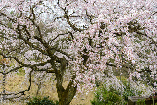 Wallpaper Mural 香川県は朝日山公園の満開の桜を近くで Torontodigital.ca