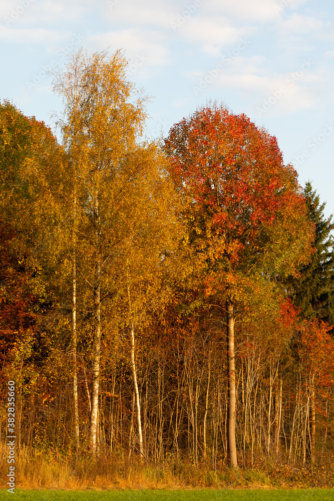 Autumn foliage during sunset Autumn foliage during sunset