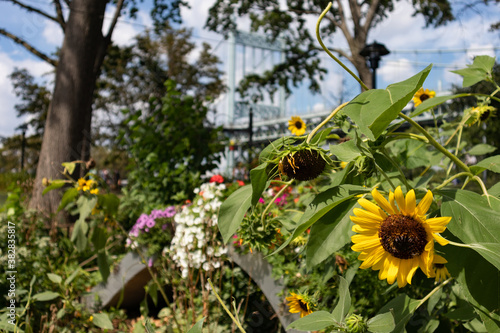Beautiful Sunflowers and Plants at Astoria Park during Summer in Astoria Queens New York with the Triborough Bridge in the background