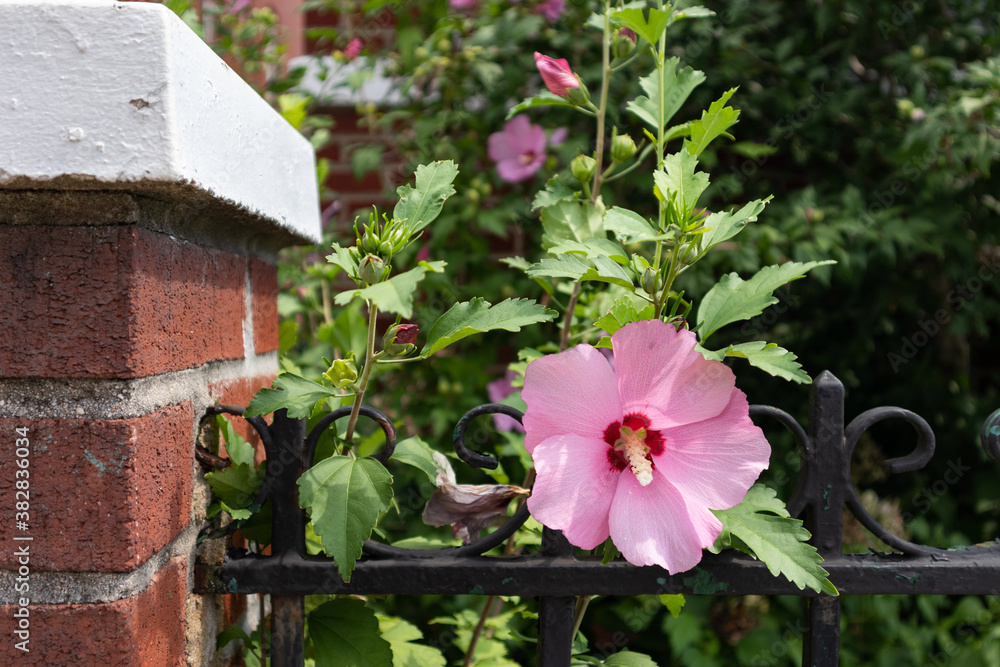 Beautiful Pink Hibiscus Flower in a Home Garden with a Fence during Summer in Astoria Queens New York Beautiful Pink Hibiscus Flower in a Home Garden with a Fence during Summer in Astoria Queens New York