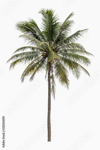 Coconut tree isolated on a white background. © AungMyo