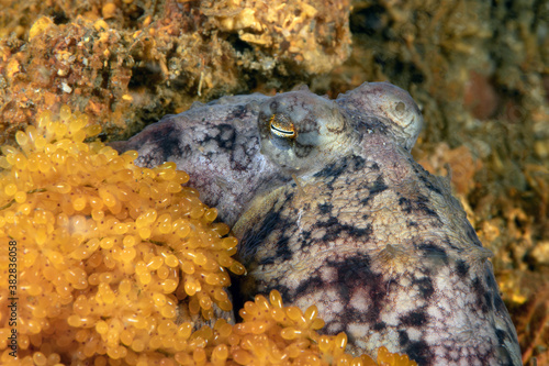 Fototapeta Pacific Red Octopus, Octopus rubescens nest