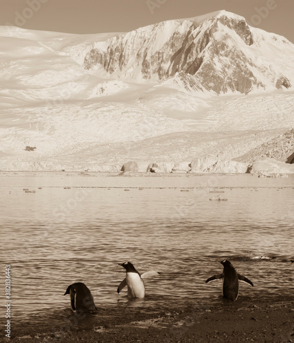  Gentoo Penguins with glacier in the background  Neko harbour Antartica