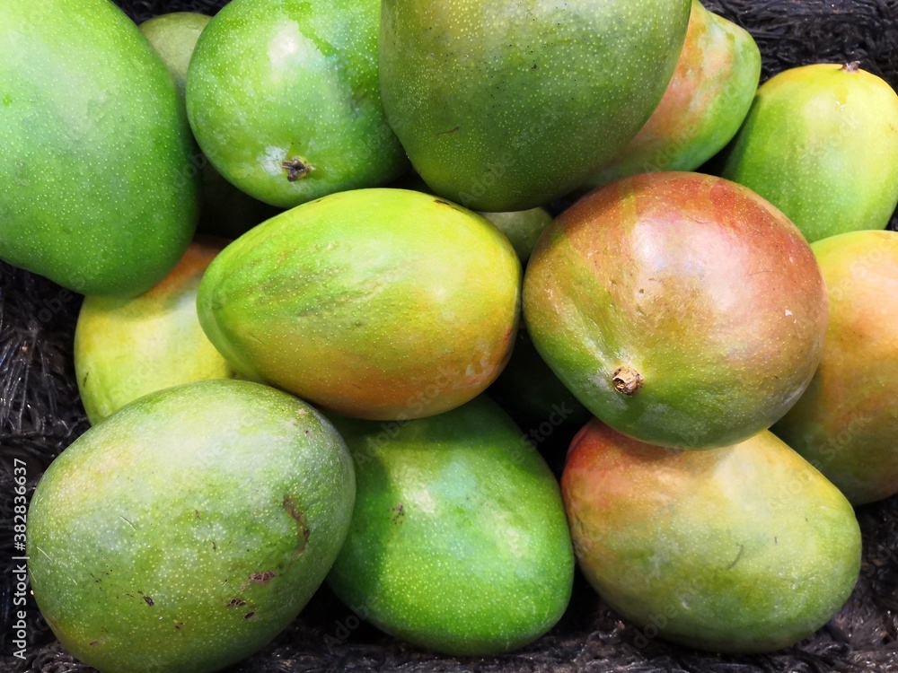 Harvest of beautiful mangoes growing, tropical fruit Harvest of beautiful mangoes growing, tropical fruit