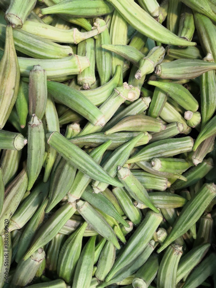 Harvest of fresh okra, tropical vegetable Harvest of fresh okra, tropical vegetable
