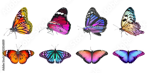 Collection of amazing bright butterflies isolated on white. Banner design