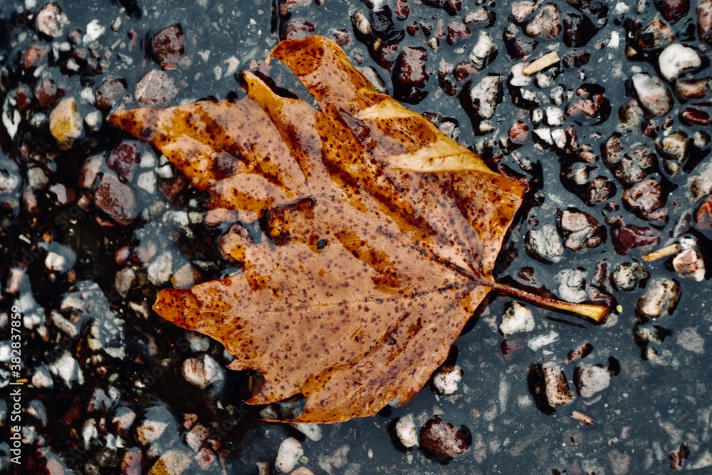close up of an autumn coloured leaf close up of an autumn coloured leaf