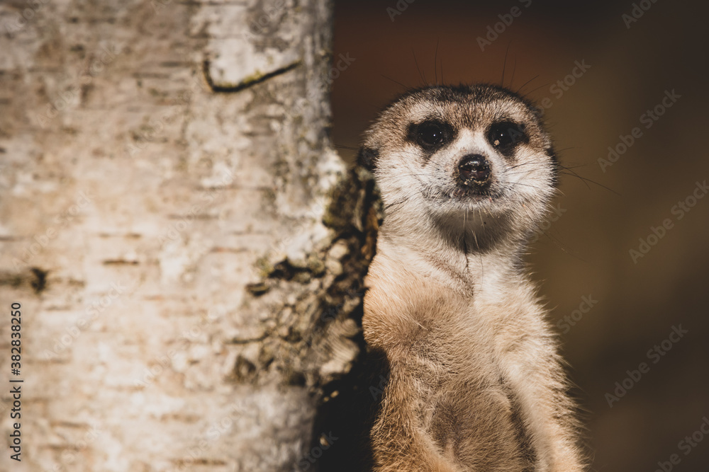 Fototapeta premium Erdmännchen im Zoo V