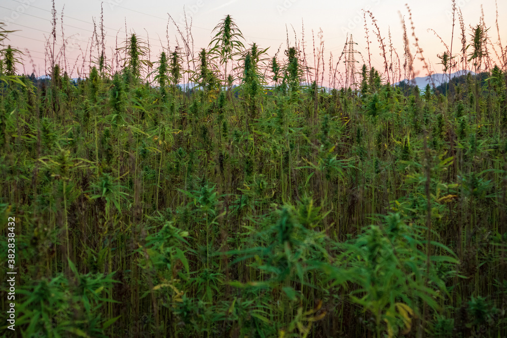 Cannabis plants on field. Industrial Hemp farm. Medical marijuana. Cannabis plants on field. Industrial Hemp farm. Medical marijuana.