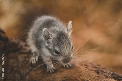 kleine niedliche Maus © Marco