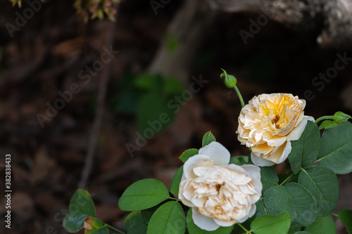 White yellow rose Brown blurred background in the garden