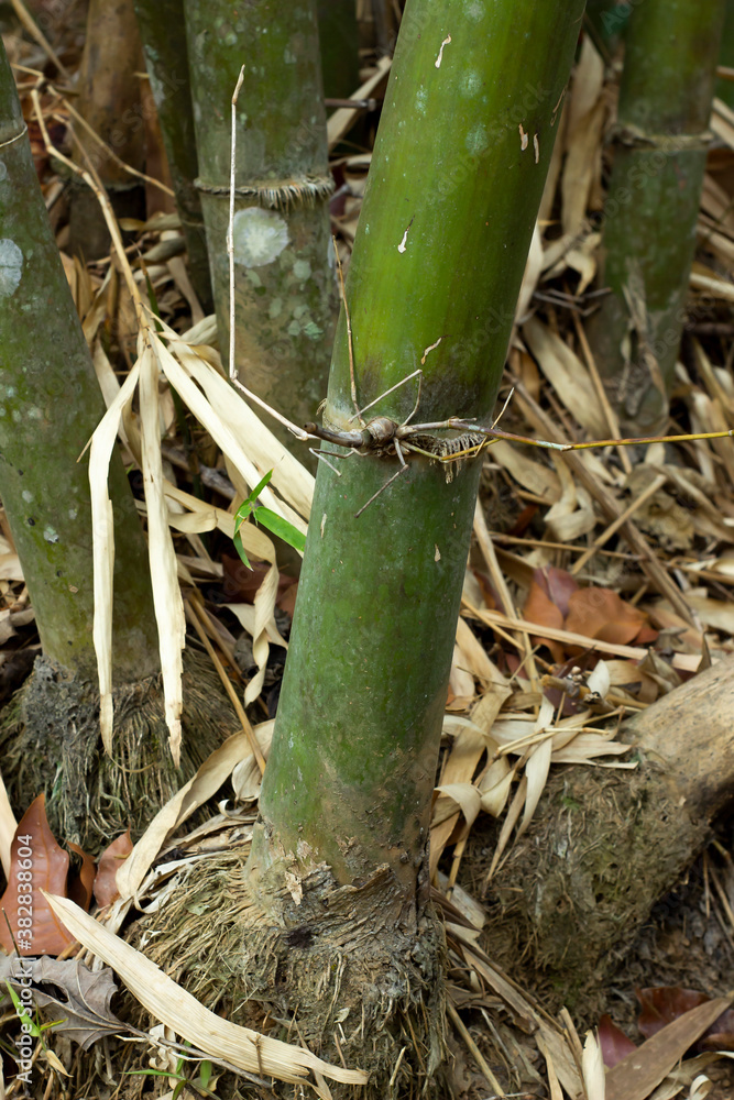 Obraz premium Bamboo tree with towering roots
