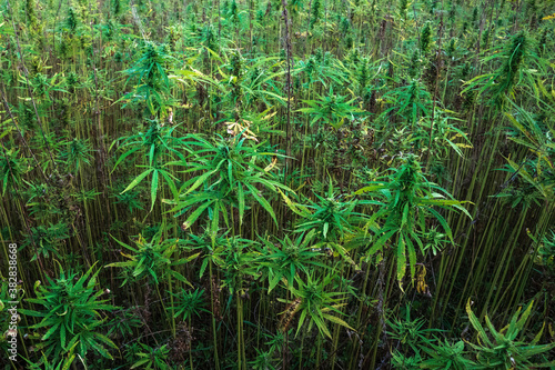 Cannabis plants on field. Industrial Hemp farm. Medical marijuana.
